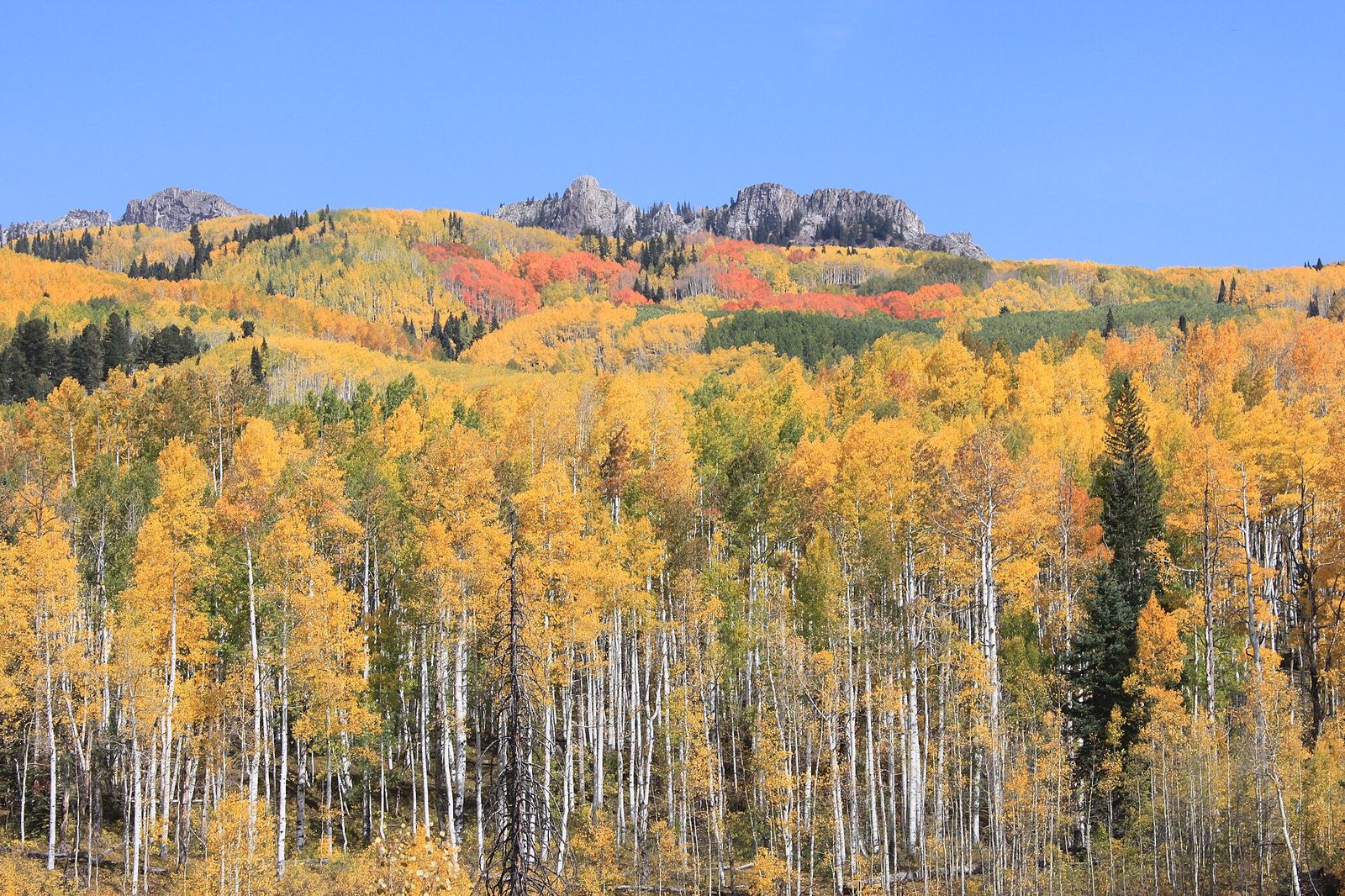 The riot of fall colors displayed by Aspen trees captured at Kebler Pass, Colorado USA in fall of 2012