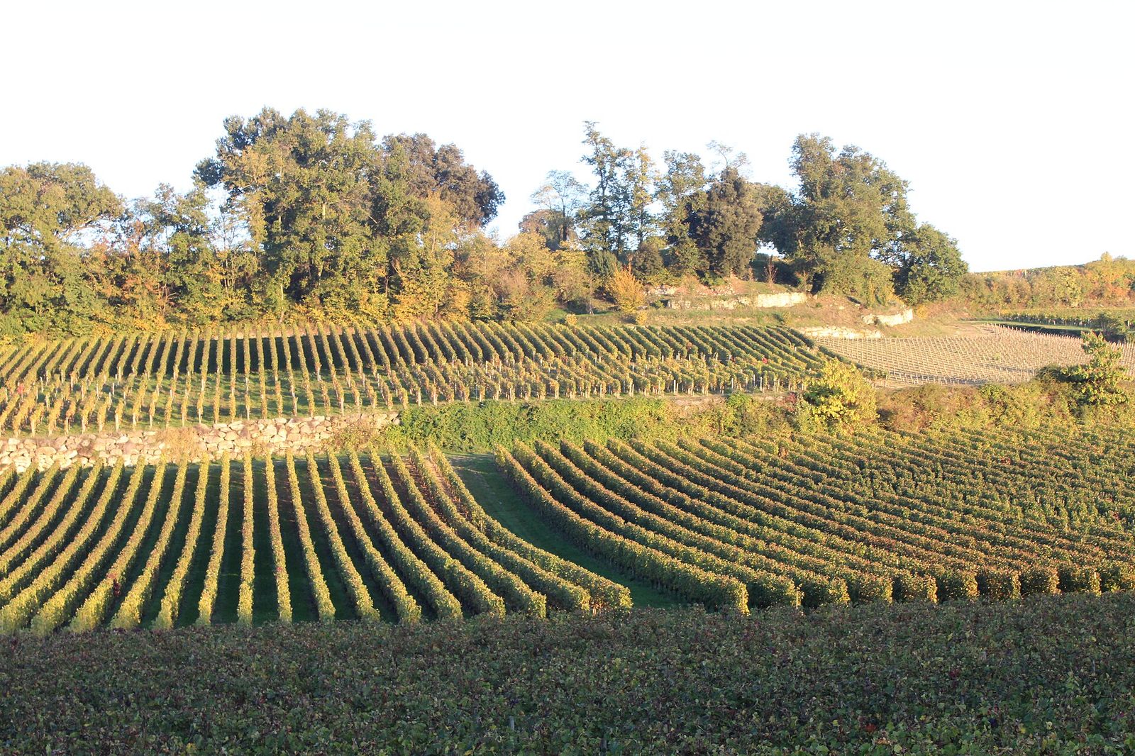 Vineyards of Saint-Émilion, Bordeaux En Primeur Week