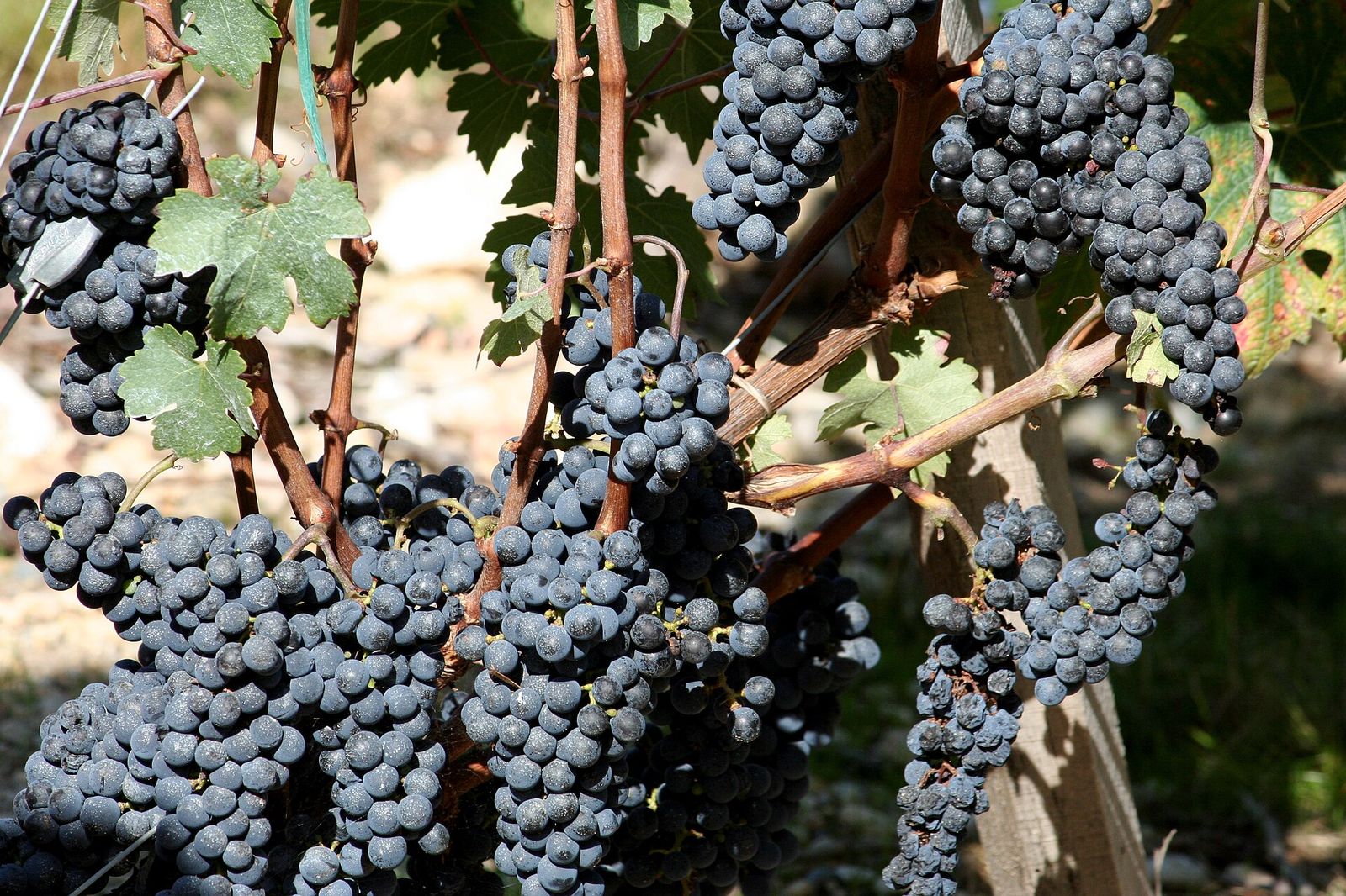 Growing in the wine region of St-Estephe in the Medoc, Bordeaux France, Bordeaux En Primeur Week