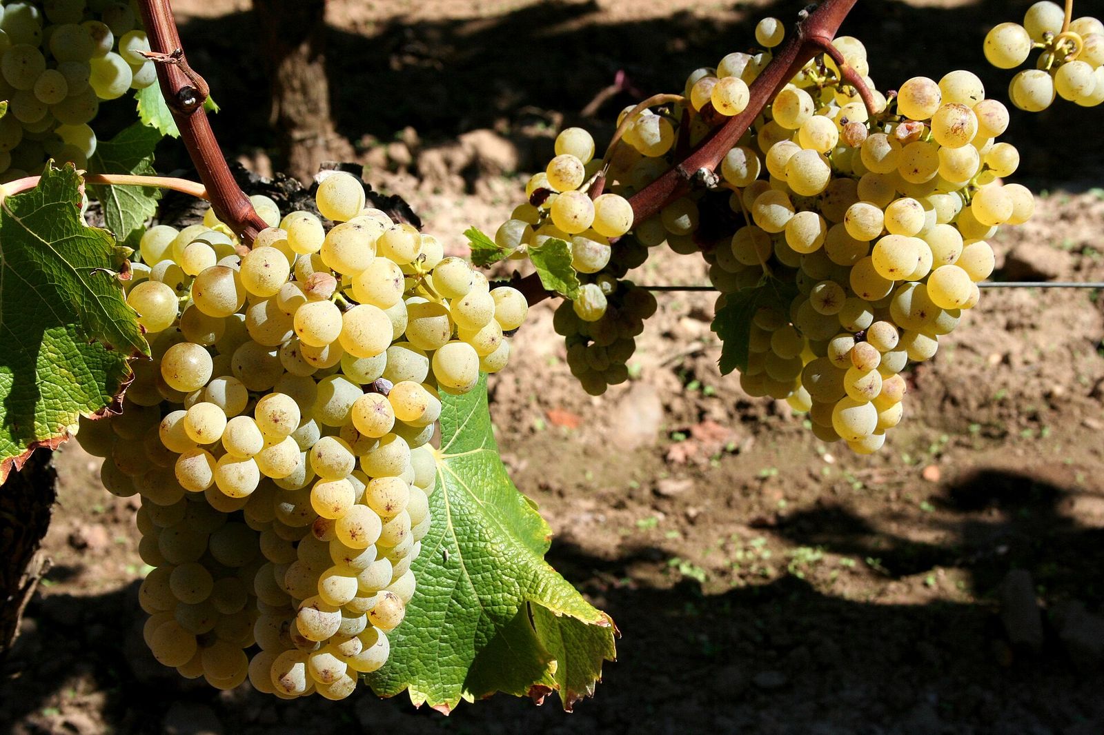 Semillon grapes growing in the French wine region of Bordeaux, Bordeaux En Primeur Week