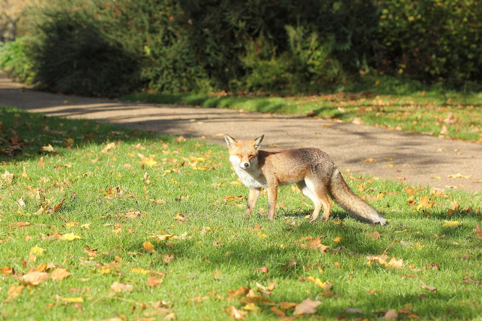 Autumn at Regent's Park, London, Frieze Masters