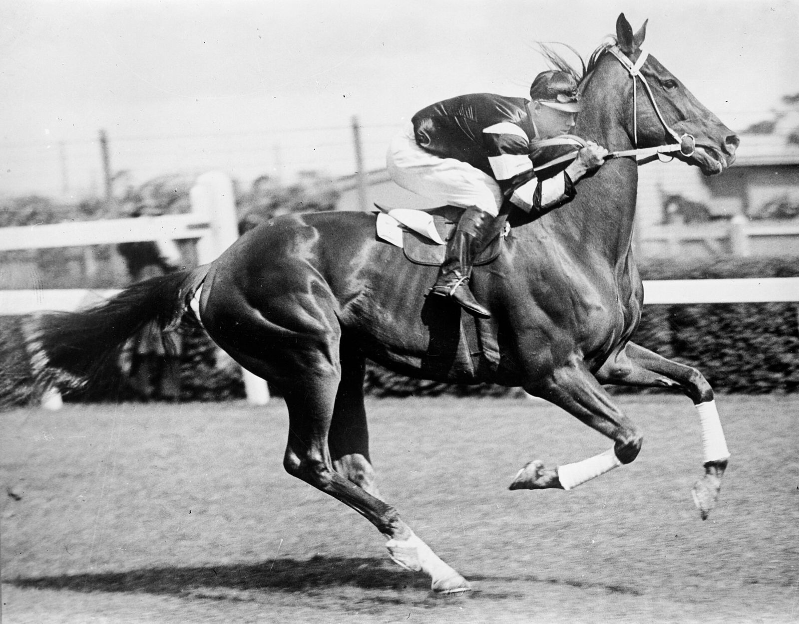 Phar Lap with jockey Jim Pike riding at Flemington race track c 1930, Melbourne Cup Carnival