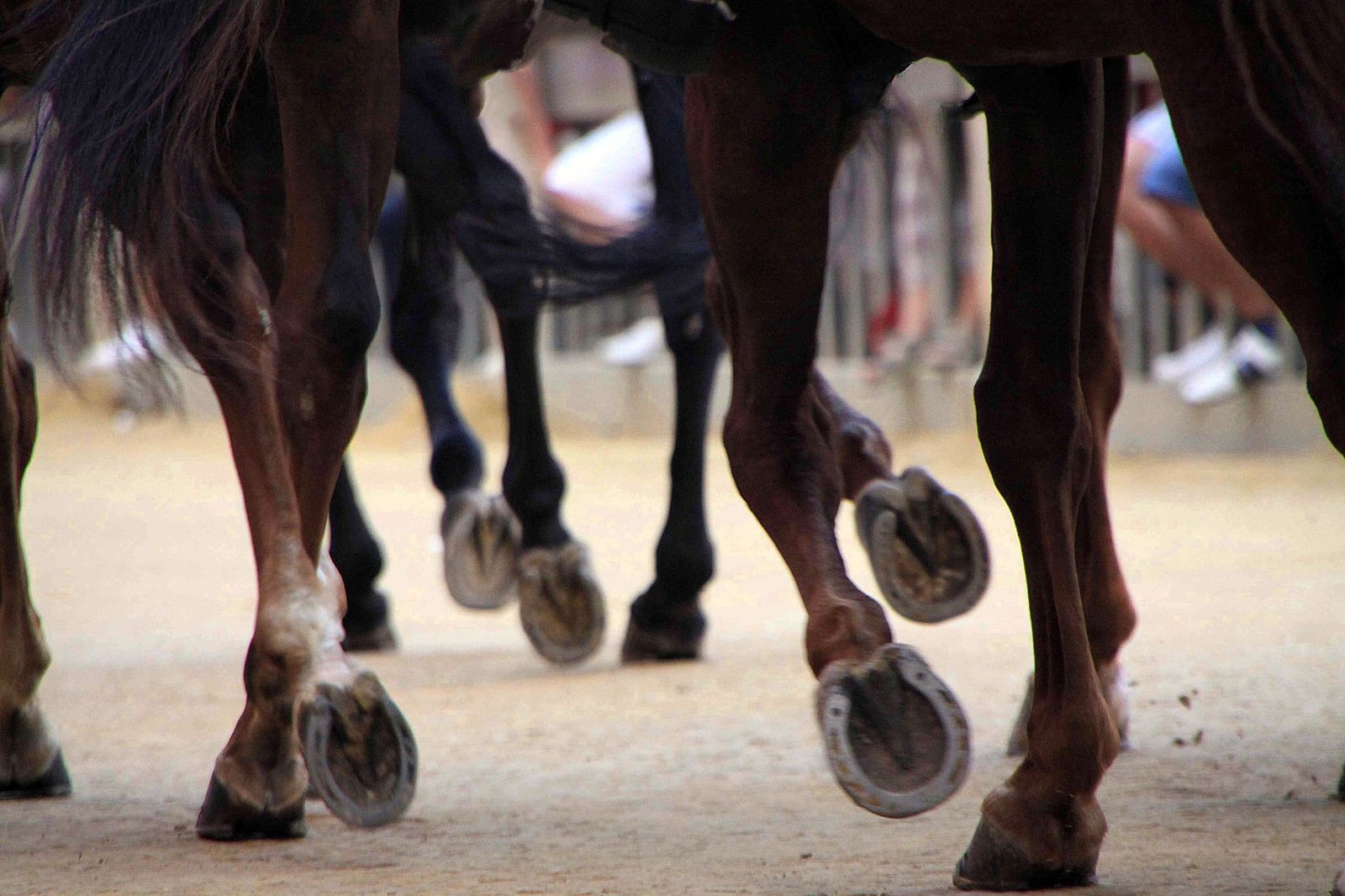 Palio di Siena 2009 Assunta