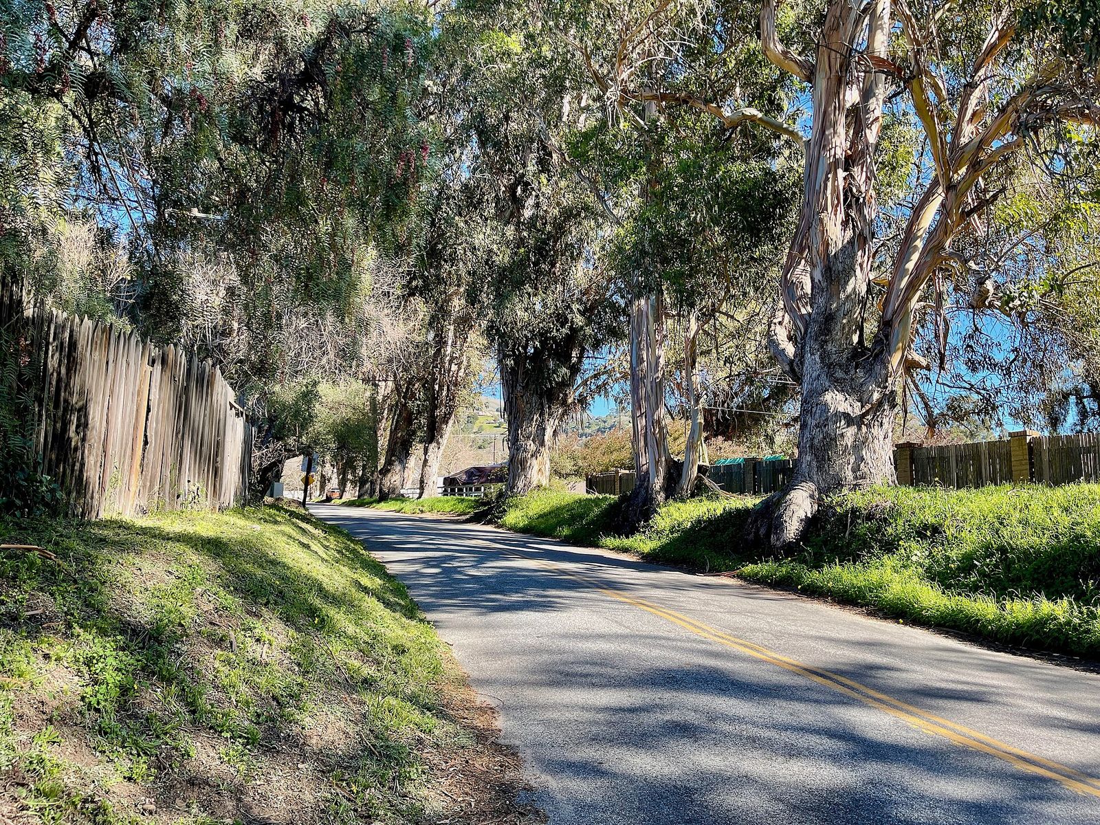 This is a picture of the Boronda Road Eucalyptus Tree Row, The Quail, A Motorsports Gathering