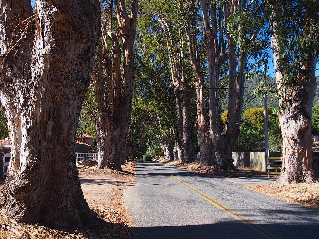 Carmel Valley Road–Boronda Road Eucalyptus Tree Row, Carmel Valley, California, USA. View southwest down Boronda Road, The Quail, A Motorsports Gathering