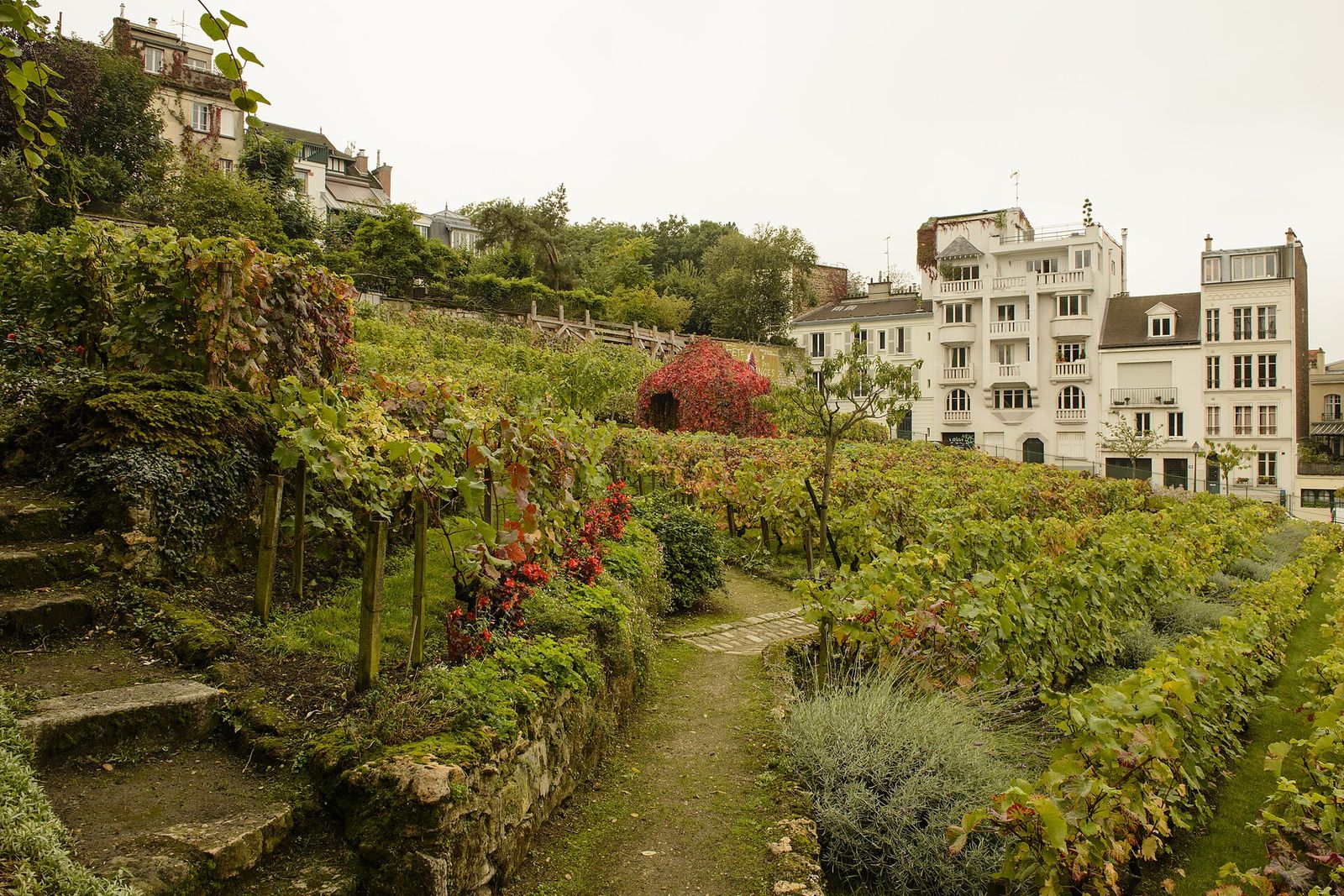 The only vineyard in Paris, Wine Paris